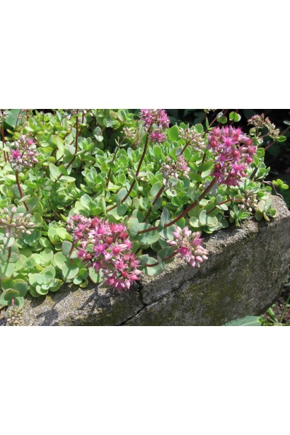 Sedum ewersii – компактное многолетнее растение для альпийских горок
