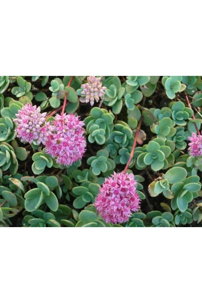 Розовые цветы очитки Эверса на фоне голубых листьев.