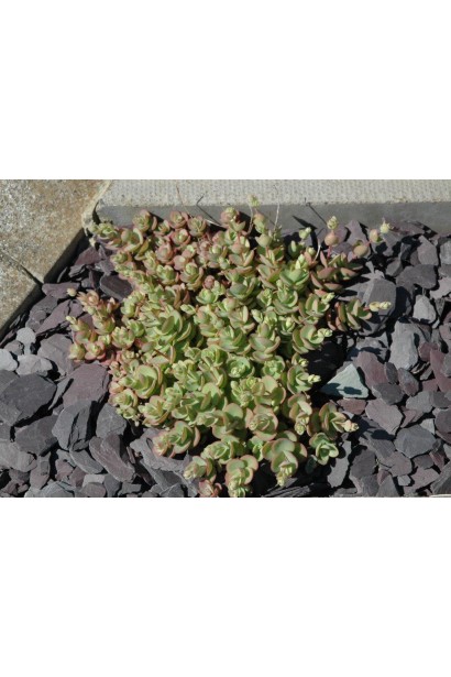 Sedum ewersii – выносливый многолетник для рокариев