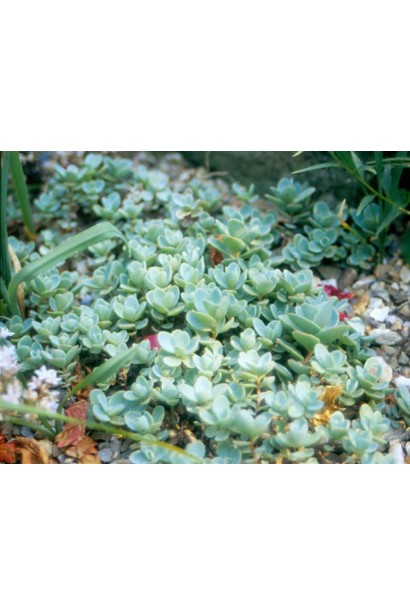 Очиток Эверса — почвопокровное растение с голубовато-зелеными листьями