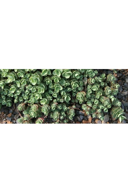 Очиток Эверса в альпинарии — декоративный грунтокровник