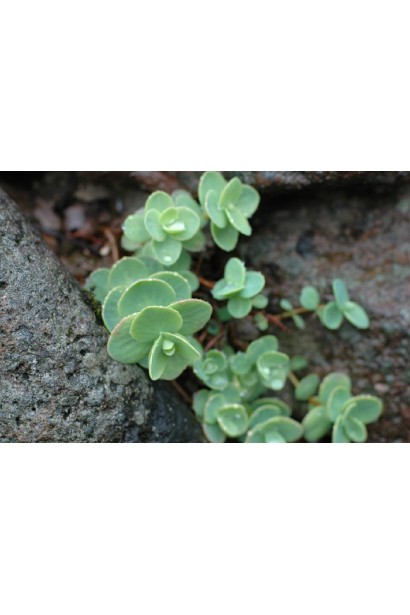 Очиток Эверса – естественный акцент в каменистых садах