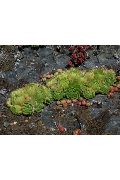 Молодило шароносне