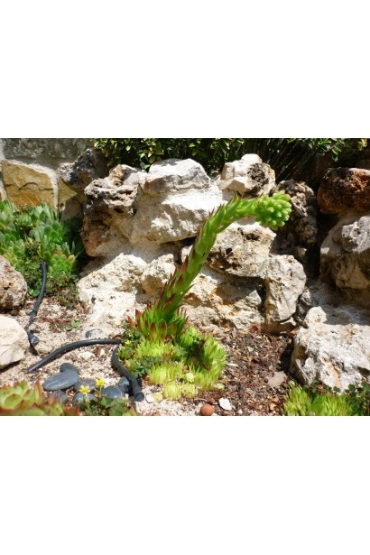 Молодило квітконоси