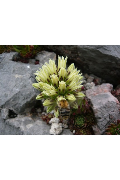 Молодило шароносне цвітіння