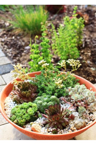 Молодило шароносне в композиції з іншими сукулентами