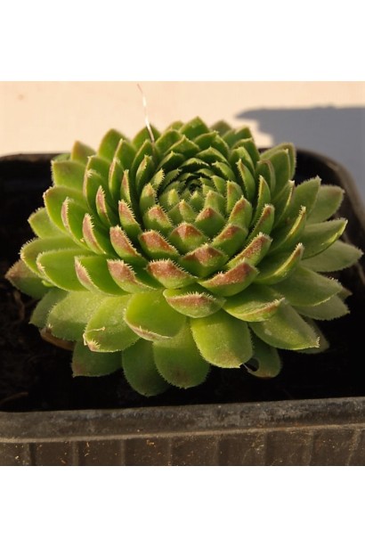 Молодило кулеподібне