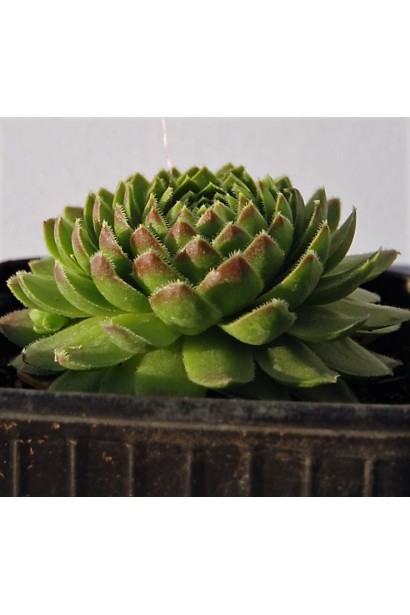 Йовібарба шароносне