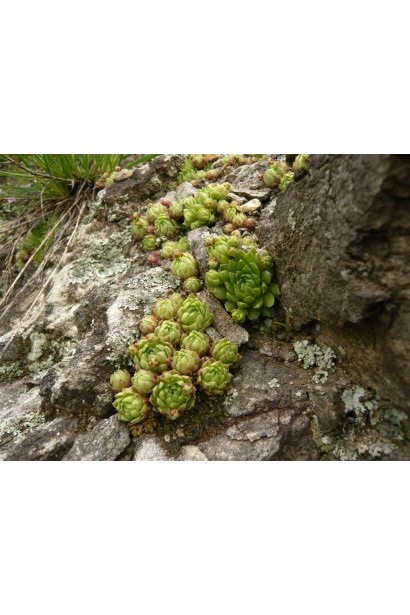 Молодило шароносне в природі