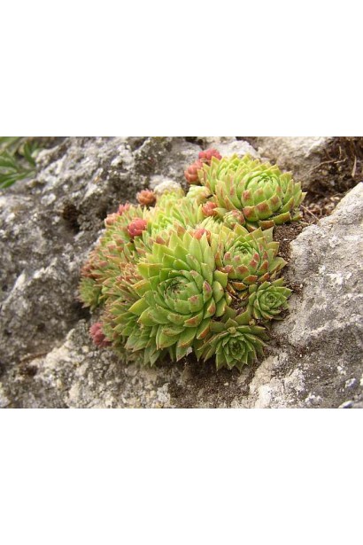 Молодило шароносне