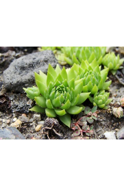 Сукулентна багаторічна рослина