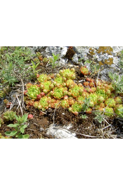 Кам'яна троянда