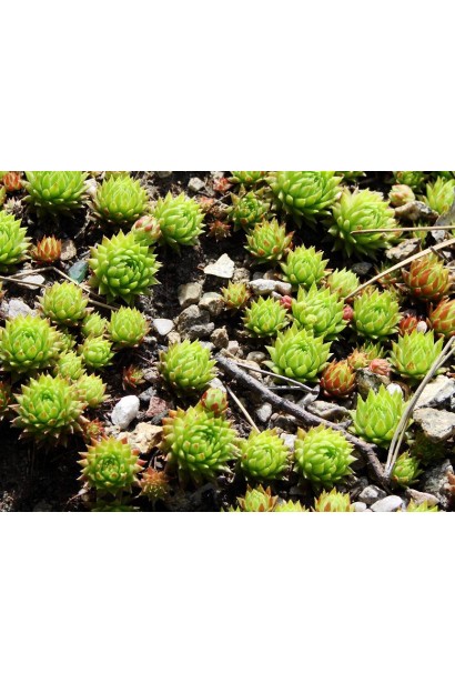 Молодило куленосне