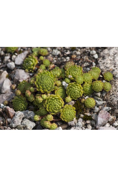 Молодило шароносне