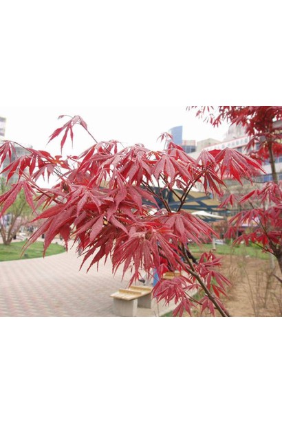 Acer palmatum Atropurpureum