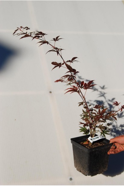 Клен Atropurpureum контейнер 0,5л