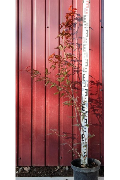 Клен Atropurpureum в горшке 5 л 80-100 см