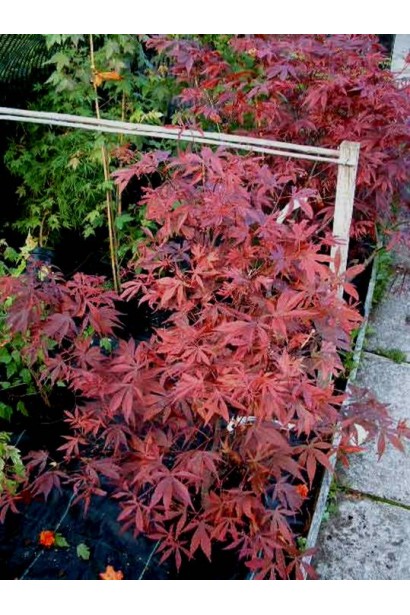 Клен Атропурпуреум саженцы в садовом центре