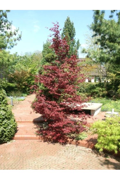 Клен Atropurpureum в ландшафте