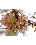 Клен віяловий / пальмолистий Атропурпуреум | Клен веерный / пальмолистный Атропурпуреум | Acer palmatum Atropurpureum