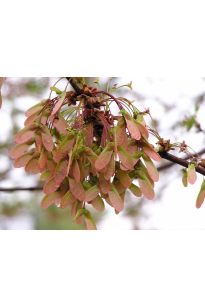 Плоды-крылатки клена Атропурпуреа