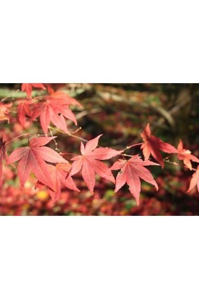 Клен Атропурпуреум пальчато-раздельные красные листья