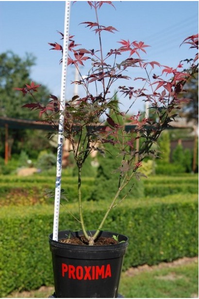 Клен Атропурпуреум саженец в горшке