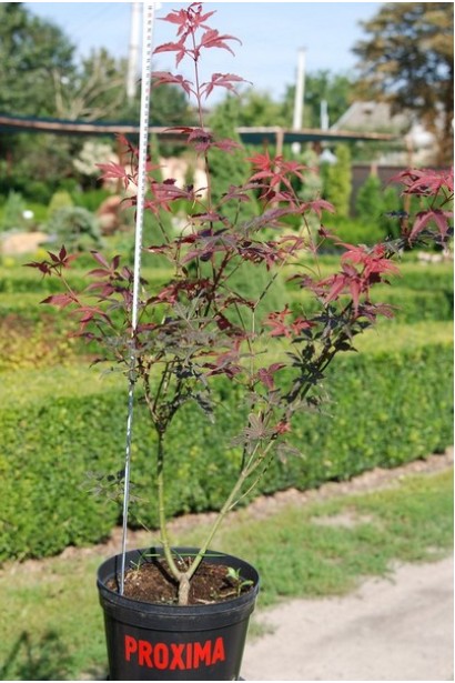 Клен пальмолистый Атропурпуреум в контейнере 3л