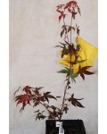 Клён веерный / пальмолистный Атропурпуреум | Клен віяловий / пальмолистий Атропурпуреум | Acer palmatum Atropurpureum
