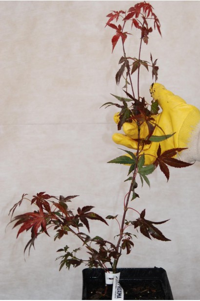 Клен веерный Атропурпуреум саженец Р9