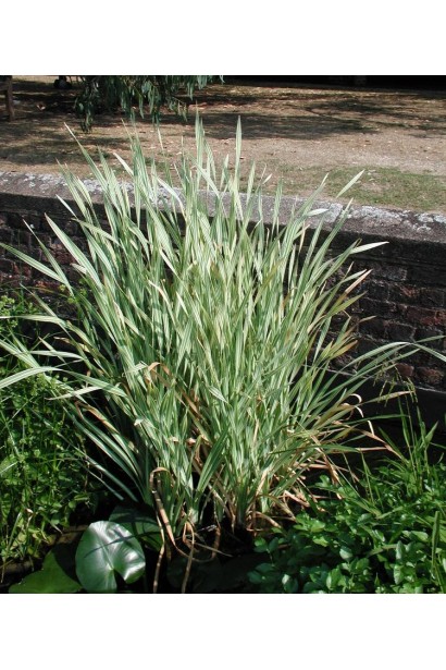 Лепешняк великий Варієгата багаторічний злак