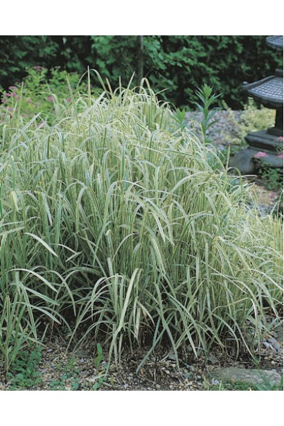 Лепешняк водяний Варієгата