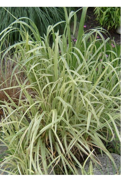 Glyceria maxima Variegata