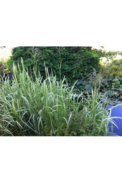 Лепешняк великий Variegata біля водойми