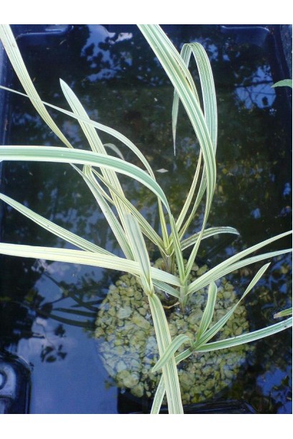 Манник великий Варієгата