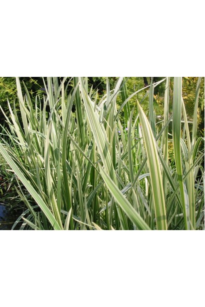 Лепешняк великий Варієгата довге зелне листя з повздовжніми жовтими смугами