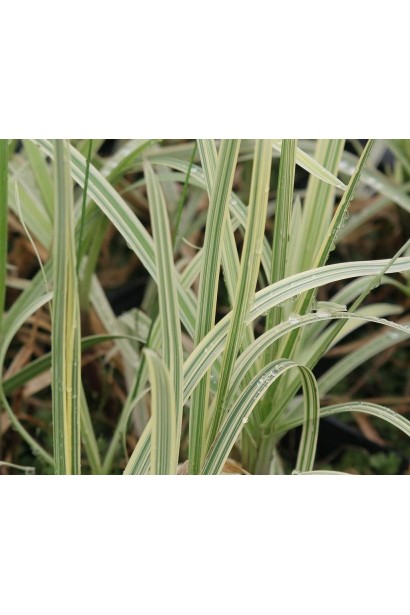 Лепешняк великий Варієгата