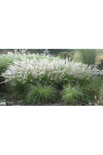 Перистощетинник лисохвостый - идеальное растение для создания декоративных акцентов.