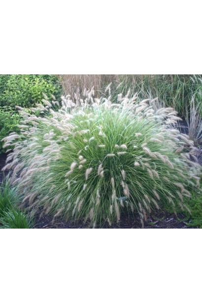 Перистощетинник лисохвостый создает эффектный акцент на клумбах