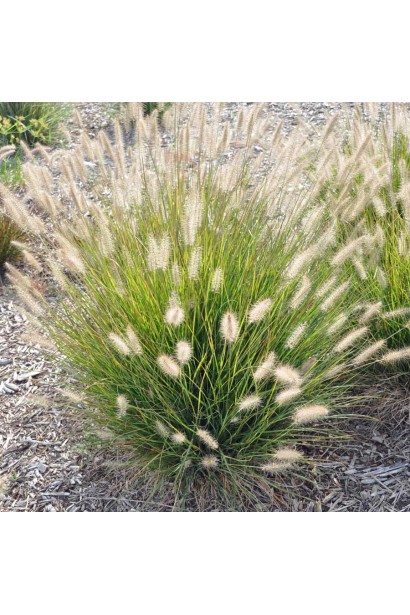 Перистощетинник лисохвостый придает саду легкость и подвижность.