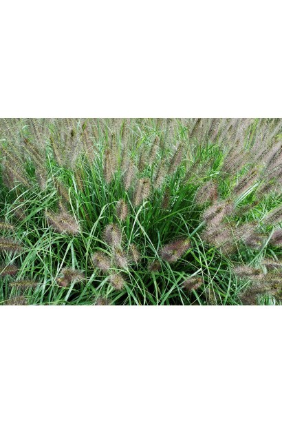 Перистощетинник лисохвостый — изящное декоративное зелье для вашего сада.