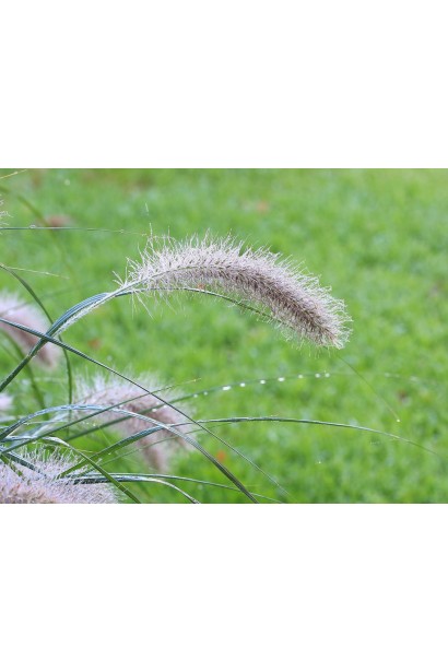 Pennisetum alopecuroides
