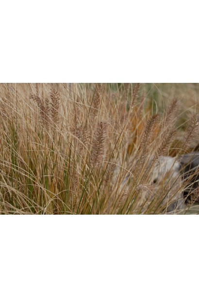 Колоски перистощетинника лисохвостого выглядят великолепно в любое время года.