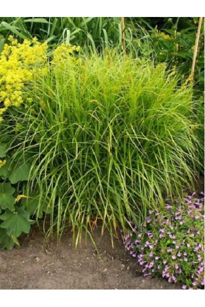 Carex muskingumensis – декоративная трава, похожая на пальму