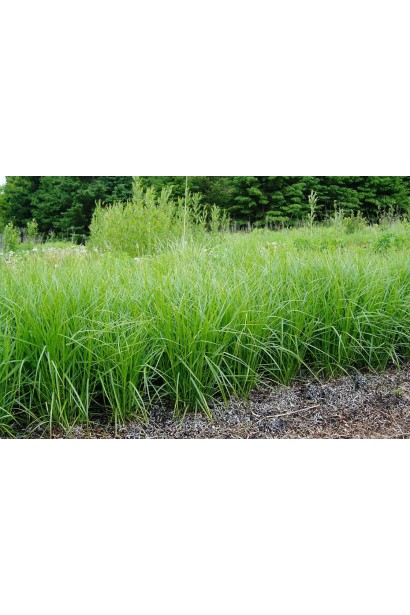 Carex muskingumensis – растение для берегов водоемов.