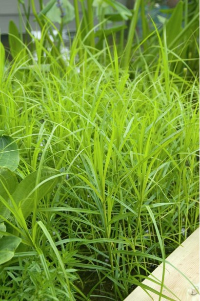 Осока пальмолистая – элемент современного садового дизайна