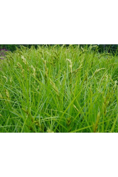 Осока пальмовидная / пальмолистная