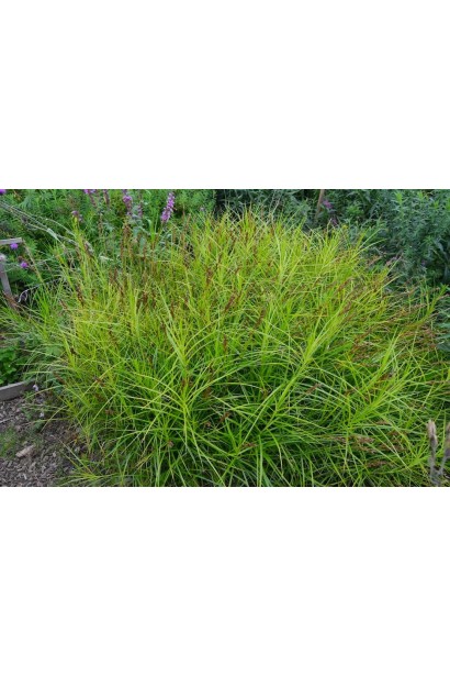 Осокая пальмолистая – листья, расположенные ярусами.