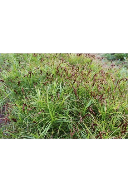 Осока пальмовидная / пальмолистная | Осока пальмовидна / пальмолиста | Carex muskingumensis