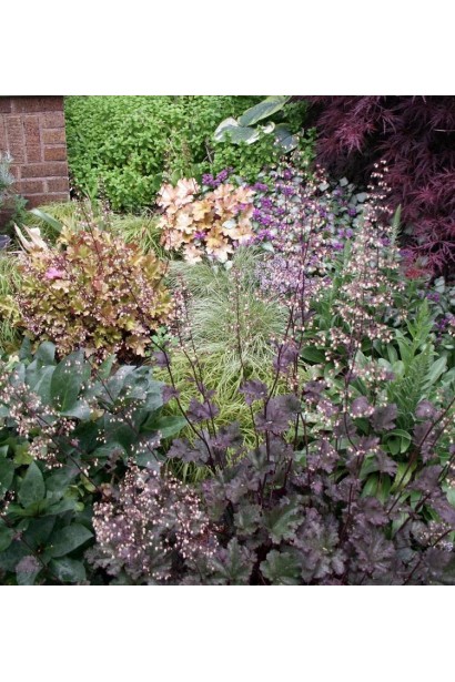 Гейхера гібридна Принц цвітіння